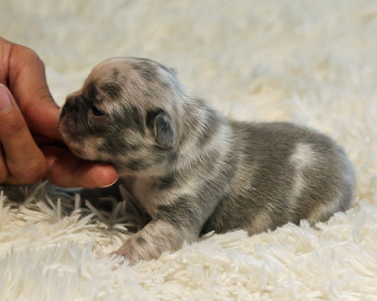 OPAL — Harlequin Merle Female Frenchie