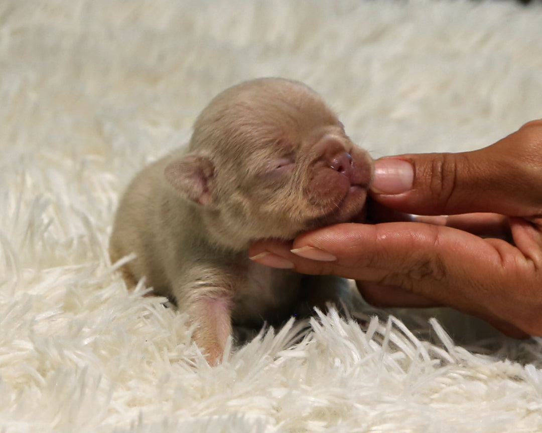 AMBER — New Shade Isabella & Tan Female Frenchie