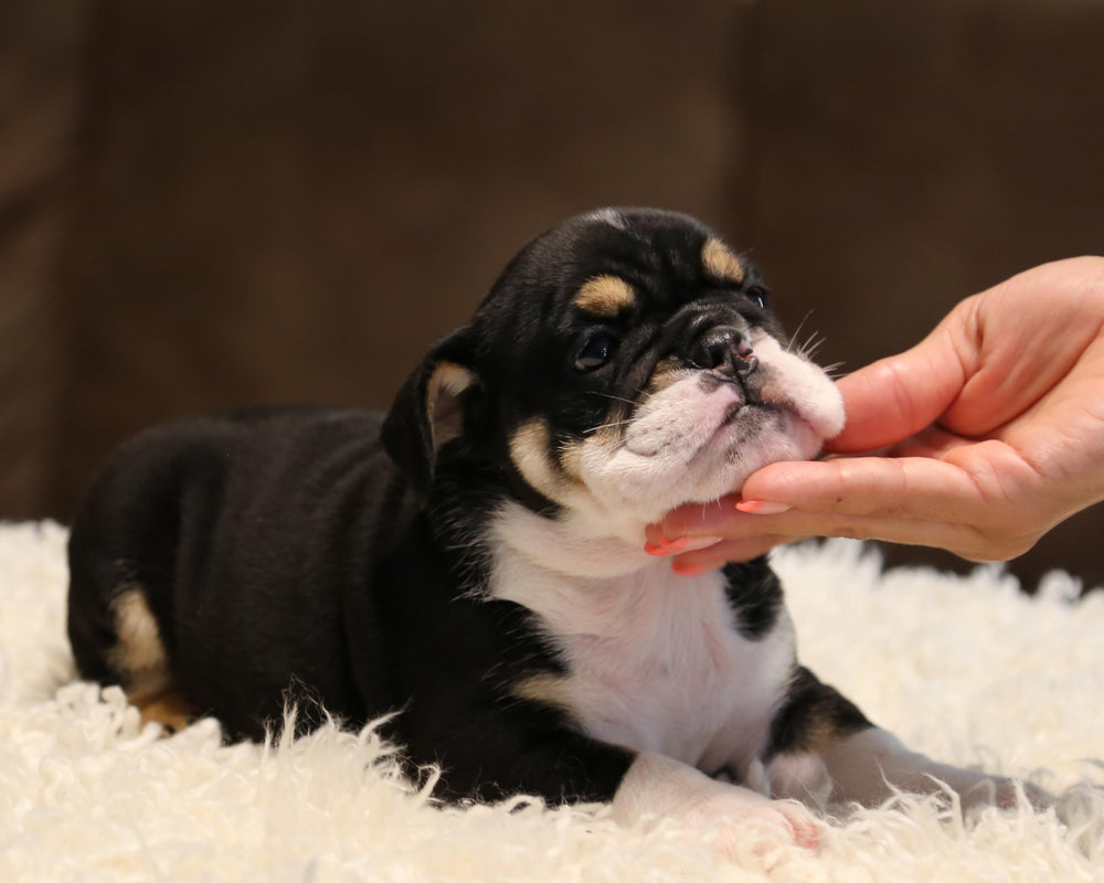 ZOEY!  Black-Tri English Bulldog, Female