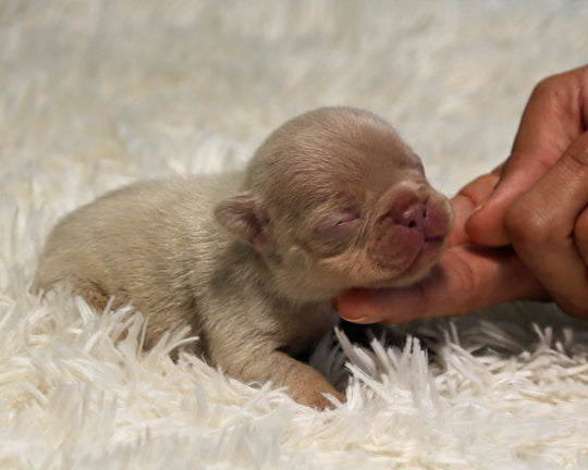 AMBER — New Shade Isabella & Tan Female Frenchie