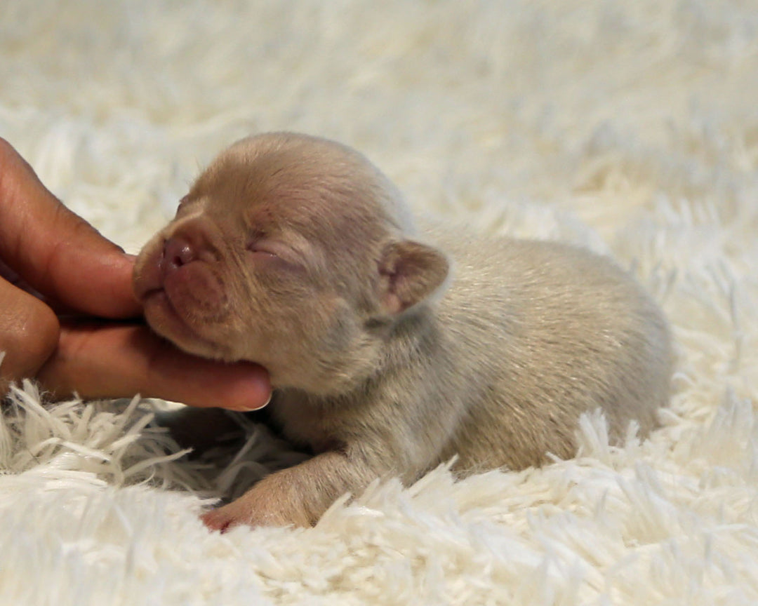 AMBER — New Shade Isabella & Tan Female Frenchie