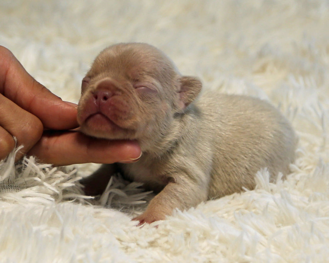 AMBER — New Shade Isabella & Tan Female Frenchie