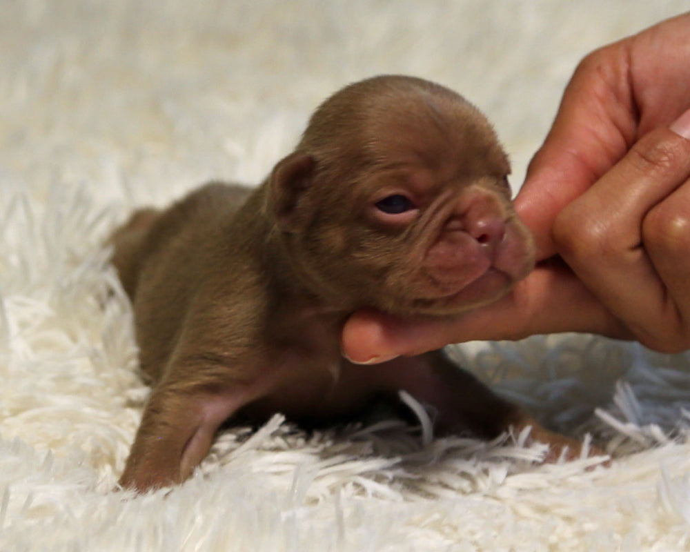 GARNET — Rojo Solid Red Male Frenchie