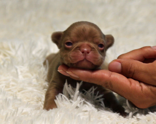 GARNET — Rojo Solid Red Male Frenchie