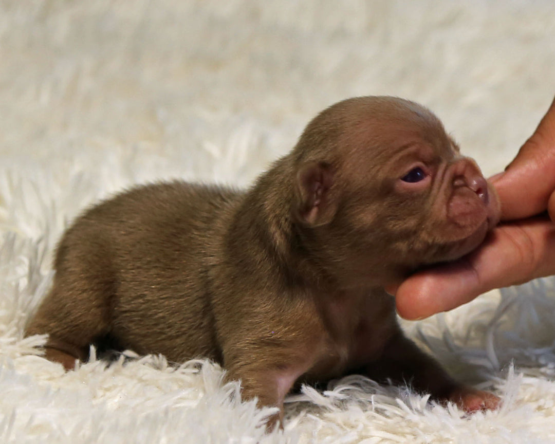 GARNET — Rojo Solid Red Male Frenchie