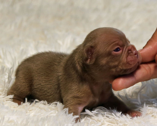 GARNET — Rojo Solid Red Male Frenchie
