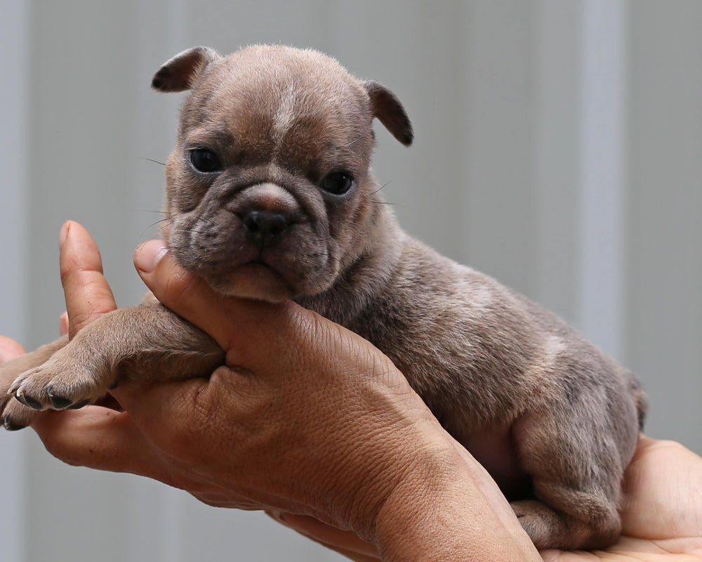 RANGER!  Exceptional Merle and Tan English Bulldog, Male