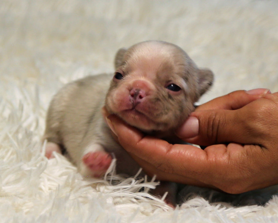 ONYX — Isabella Merle Male Frenchie