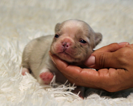 ONYX — Isabella Merle Male Frenchie