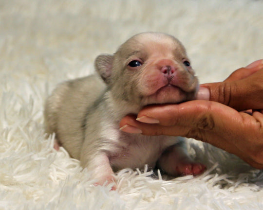 ONYX — Isabella Merle Male Frenchie