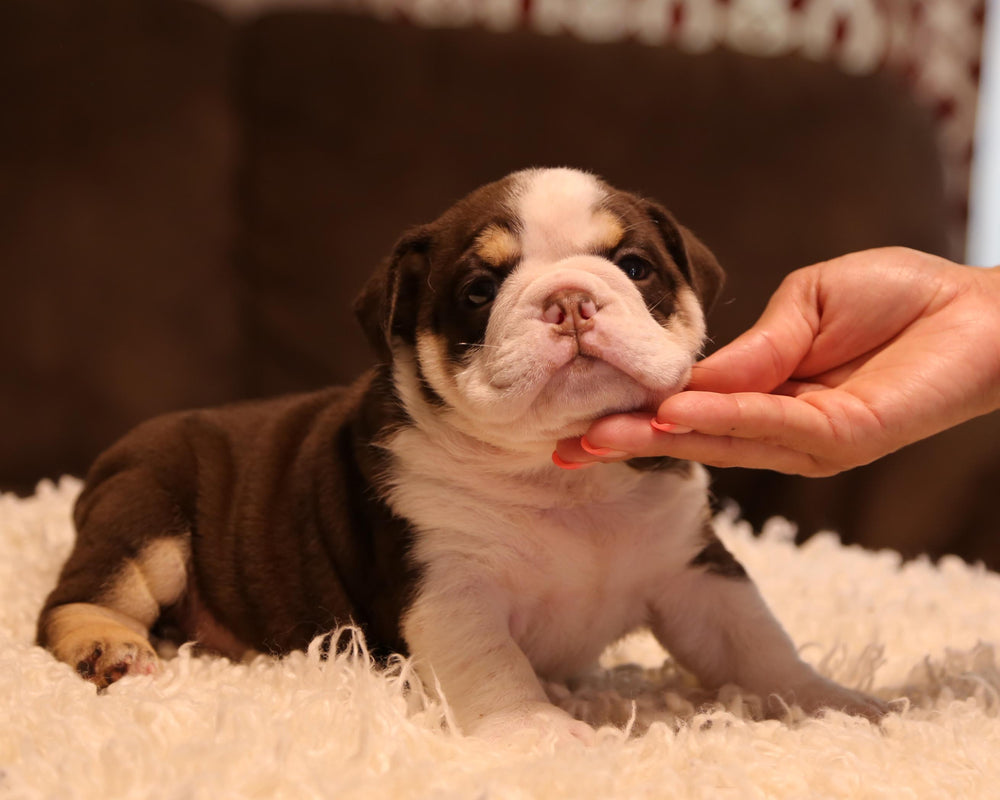 ZADA!  Fabulous Chocolate Tri English Bulldog, Female