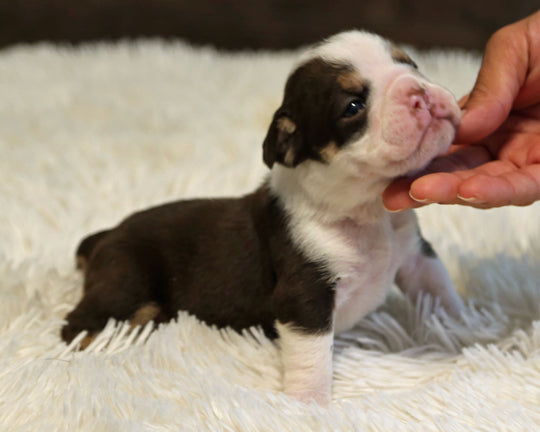 KISS — Chocolate Tri Female English Bulldog, Two Eye Patches