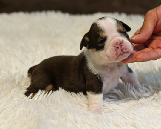 KISS — Chocolate Tri Female English Bulldog, Two Eye Patches