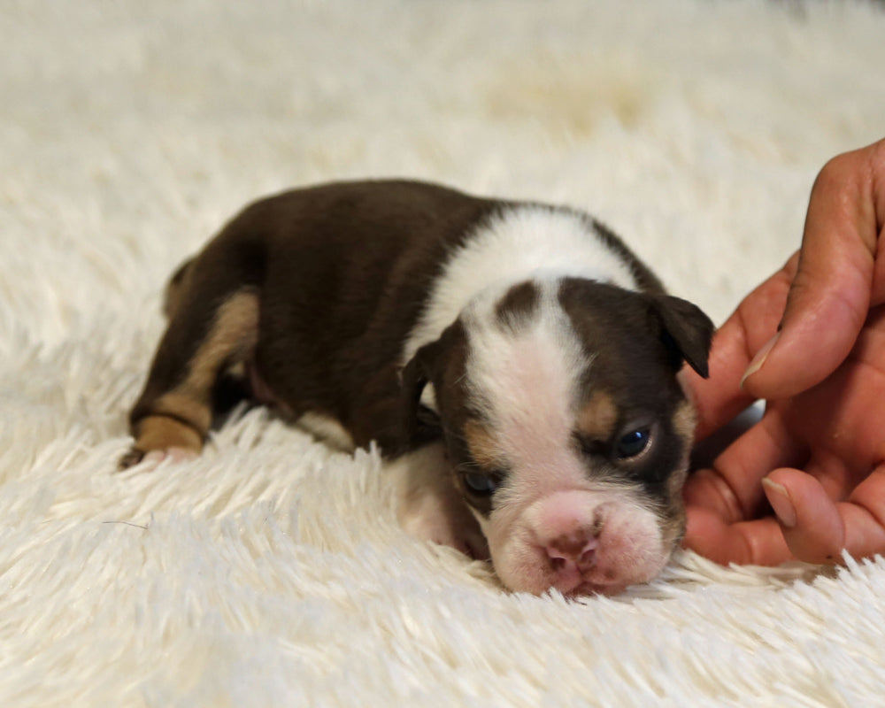 KISS — Chocolate Tri Female English Bulldog, Two Eye Patches