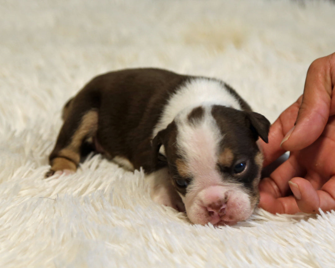 KISS — Chocolate Tri Female English Bulldog, Two Eye Patches