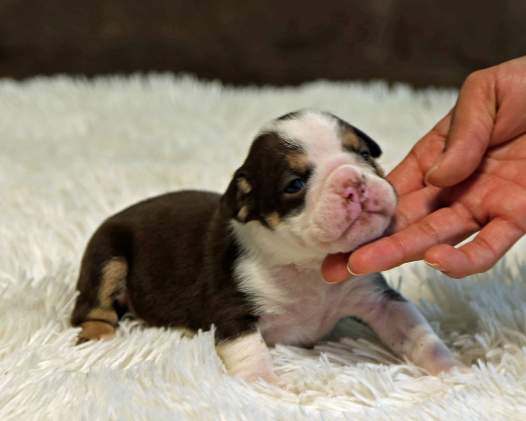 KISS — Chocolate Tri Female English Bulldog, Two Eye Patches