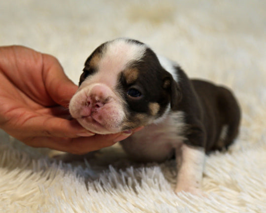 KISS — Chocolate Tri Female English Bulldog, Two Eye Patches