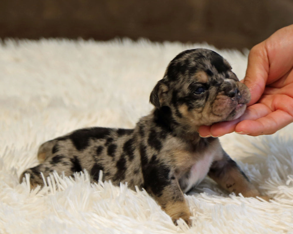 JOLENE — Blue Merle Tri Female English Bulldog