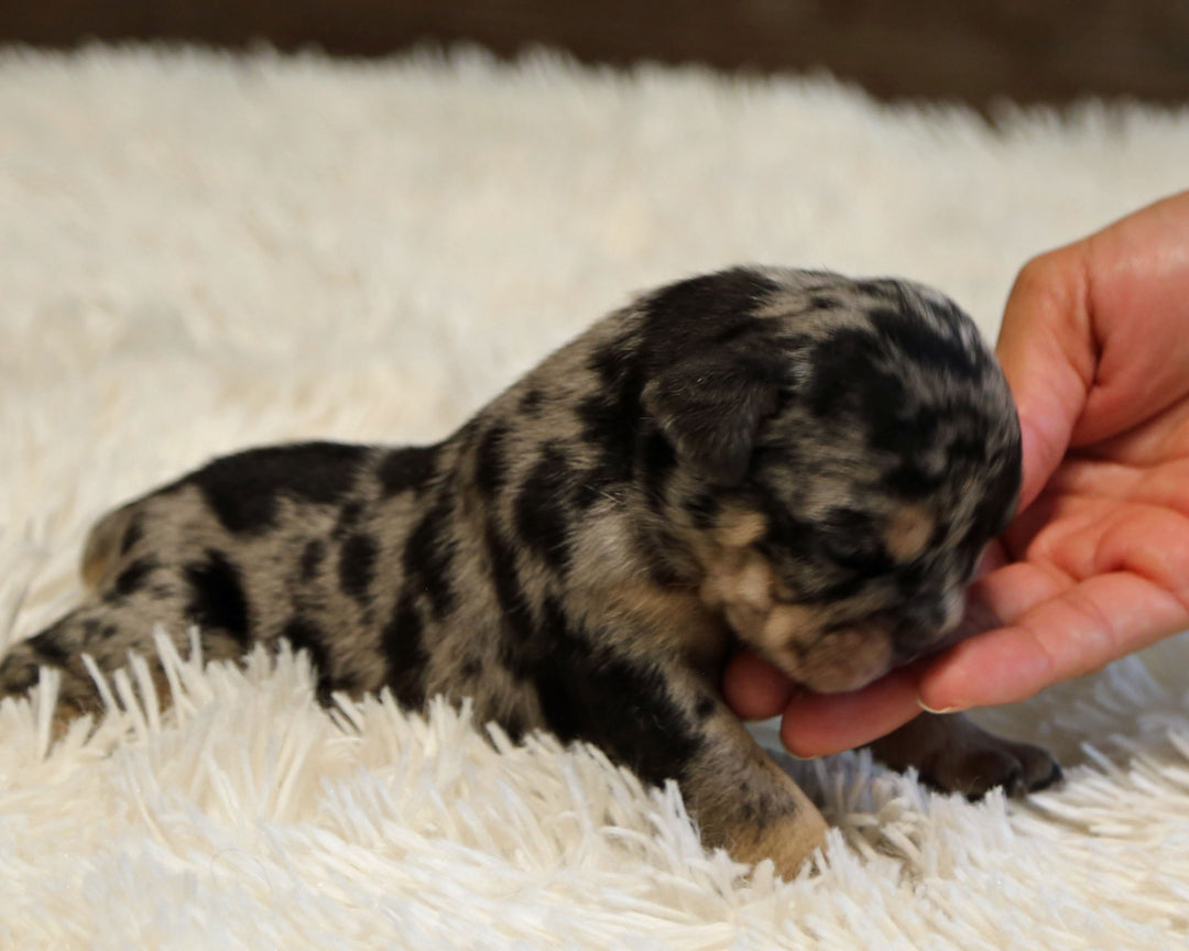 JOLENE — Blue Merle Tri Female English Bulldog