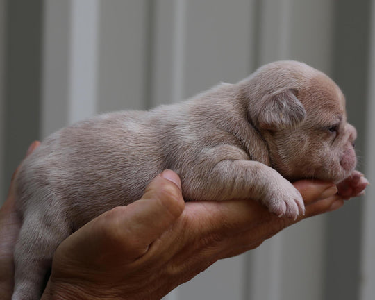 AMARA! Exceptional Lilac Creme Merle French Bulldog, Female