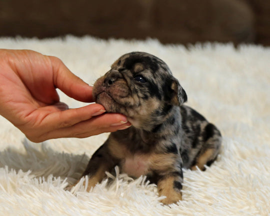 JOLENE — Blue Merle Tri Female English Bulldog