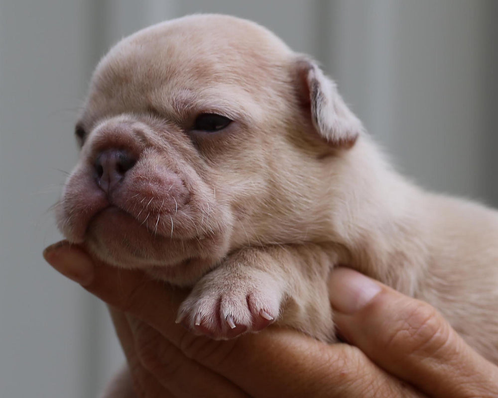 AMARA! Exceptional Lilac Creme Merle French Bulldog, Female