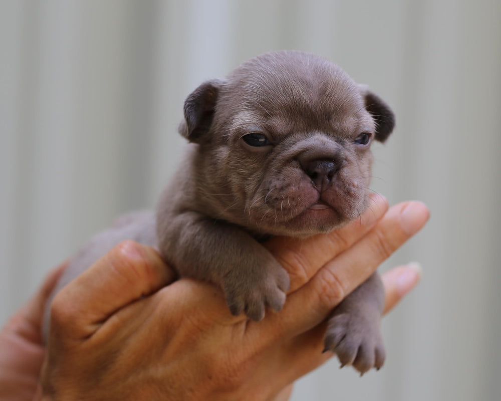 VALENTINA! Enchanting Lilac Merle French Bulldog, Female