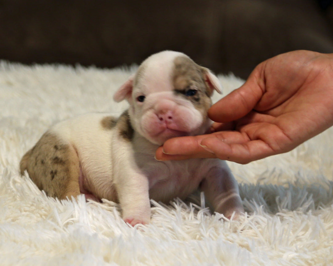 ELVIS — White-Based Lilac Merle Male English Bulldog