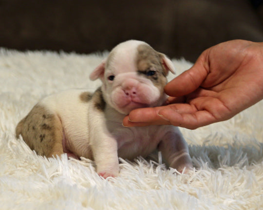 ELVIS — White-Based Lilac Merle Male English Bulldog