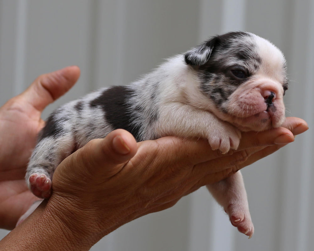 PRINCE! Striking Merle French Bulldog With 2 Blue Eyes, Male