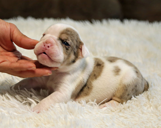 ELVIS — White-Based Lilac Merle Male English Bulldog