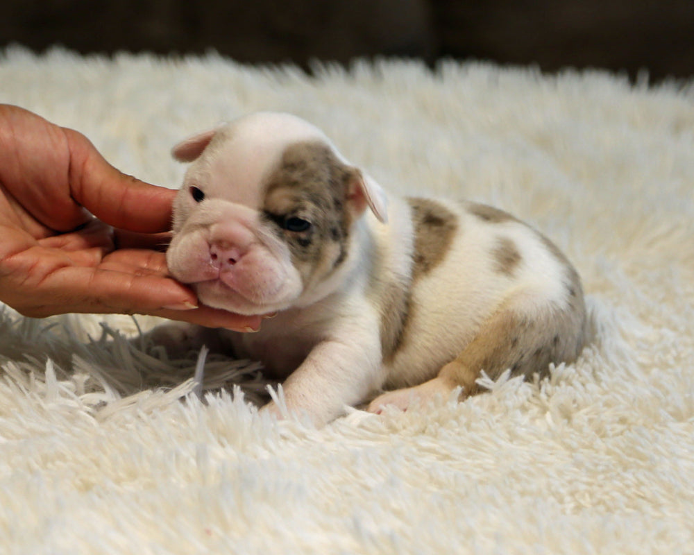 ELVIS — White-Based Lilac Merle Male English Bulldog