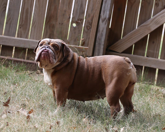 LEXUS IS AVAILABLE, Loveable, Cuddly Lilac Fawn English Bulldog, Female