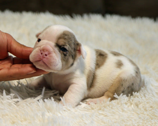 ELVIS — White-Based Lilac Merle Male English Bulldog