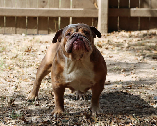 LEXUS IS AVAILABLE, Loveable, Cuddly Lilac Fawn English Bulldog, Female