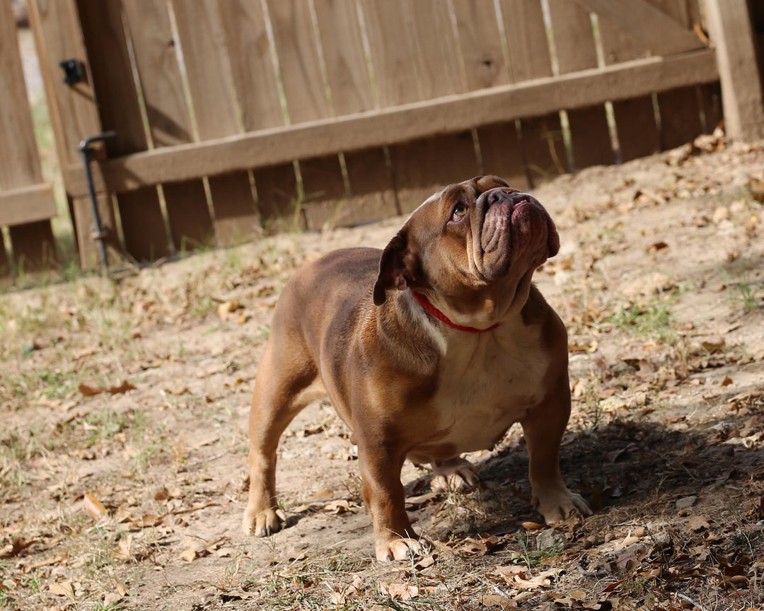 LEXUS IS AVAILABLE, Loveable, Cuddly Lilac Fawn English Bulldog, Female
