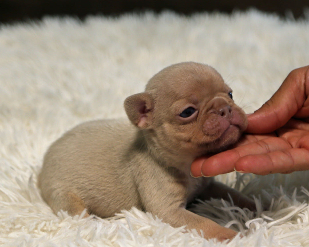 AMBER — New Shade Isabella & Tan Female Frenchie