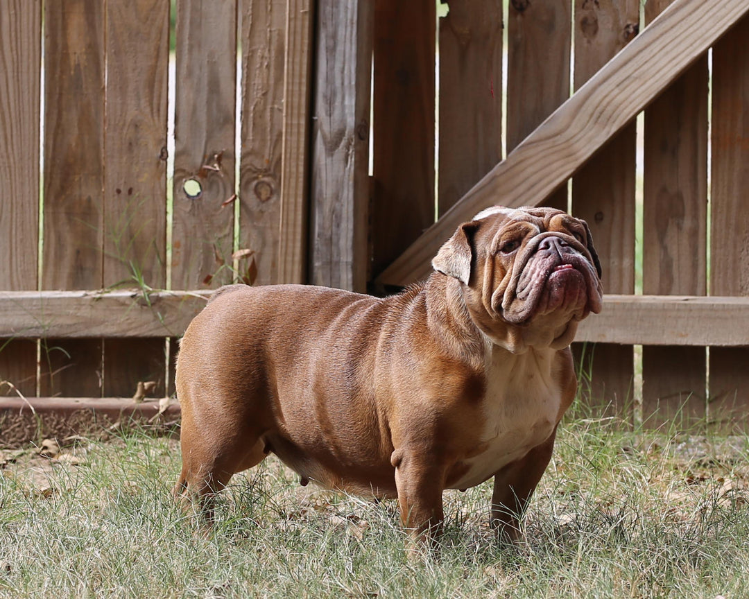 LEXUS IS AVAILABLE, Loveable, Cuddly Lilac Fawn English Bulldog, Female
