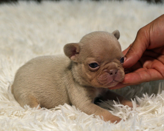 AMBER — New Shade Isabella & Tan Female Frenchie