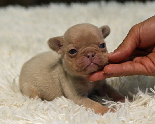 AMBER — New Shade Isabella & Tan Female Frenchie