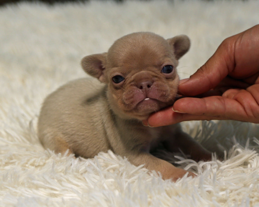 AMBER — New Shade Isabella & Tan Female Frenchie