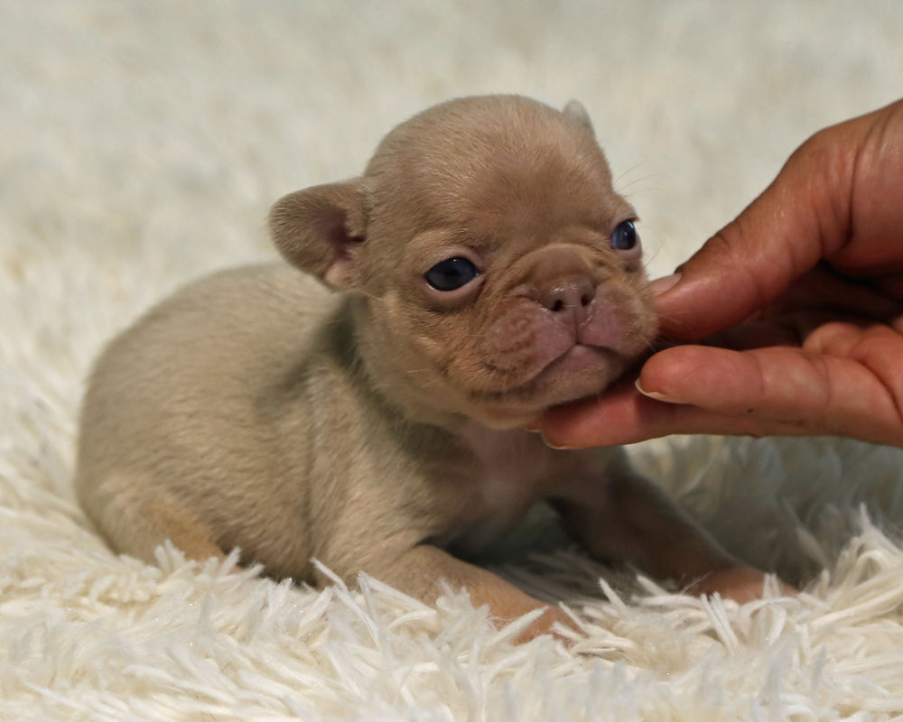 AMBER — New Shade Isabella & Tan Female Frenchie