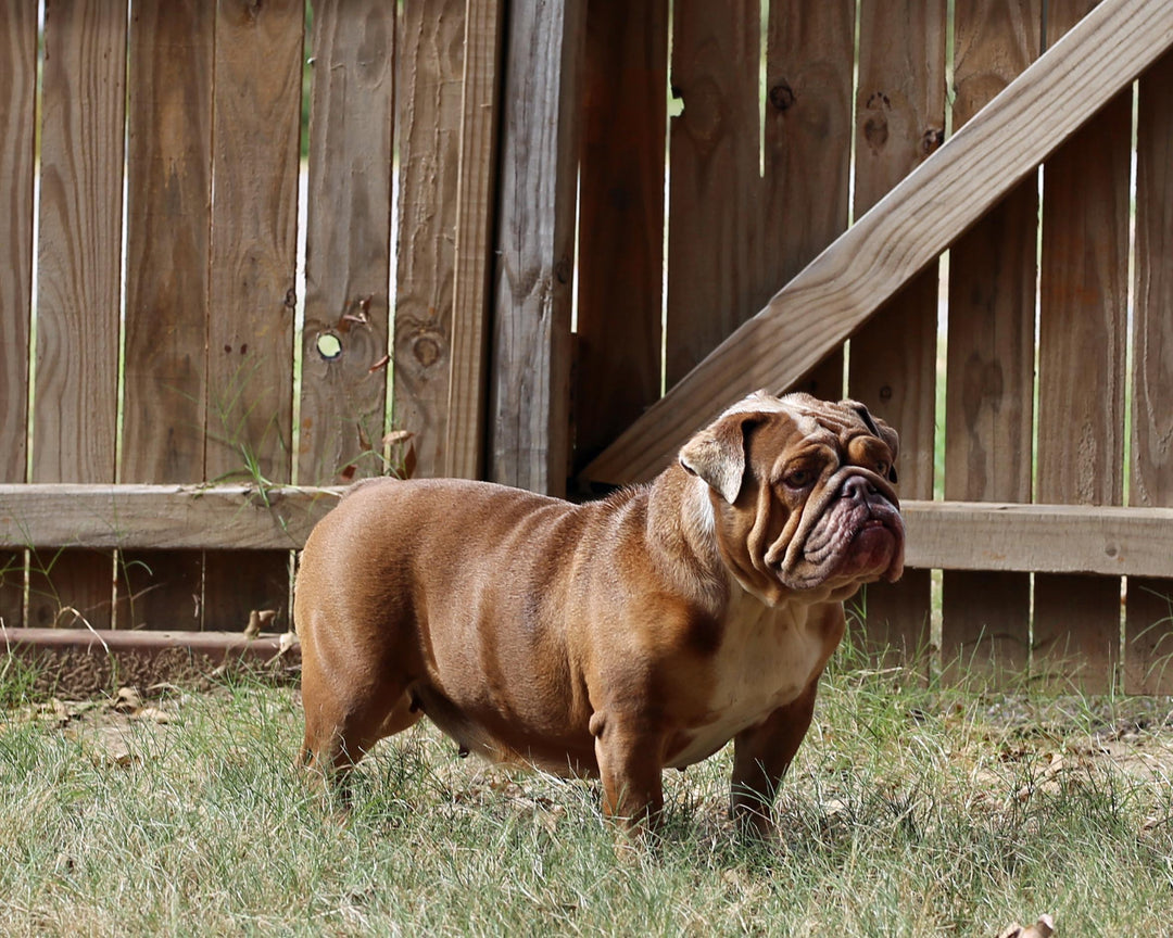 LEXUS IS AVAILABLE, Loveable, Cuddly Lilac Fawn English Bulldog, Female