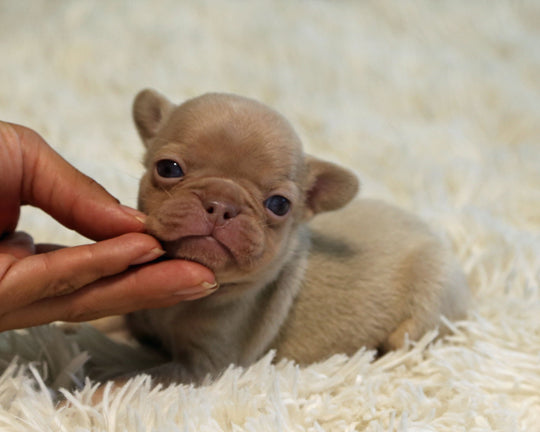 AMBER — New Shade Isabella & Tan Female Frenchie
