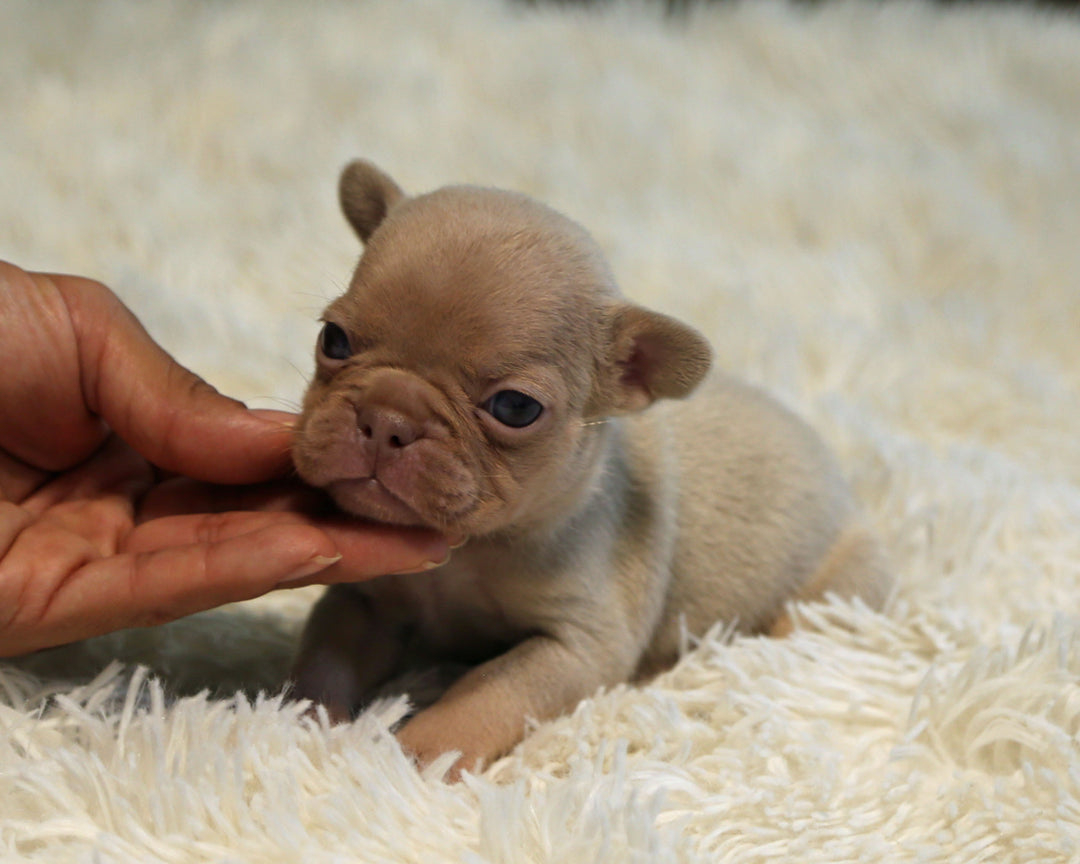 AMBER — New Shade Isabella & Tan Female Frenchie