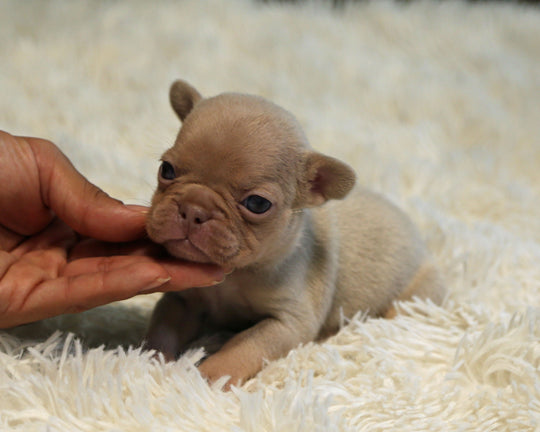 AMBER — New Shade Isabella & Tan Female Frenchie