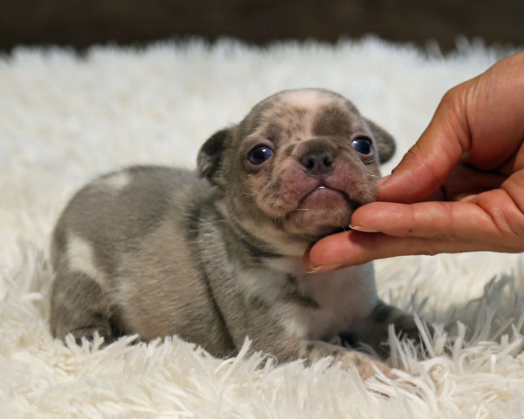 OPAL — Harlequin Merle Female Frenchie