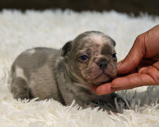OPAL — Harlequin Merle Female Frenchie