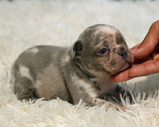OPAL — Harlequin Merle Female Frenchie