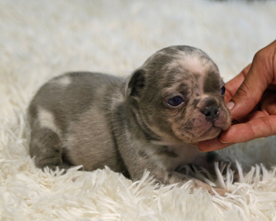 OPAL — Harlequin Merle Female Frenchie